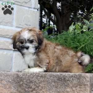 Honey Nut, Lhasa Apso Mix Puppy